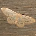 Idaea productata - Hodges#7112 - photo 2