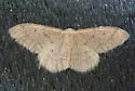 Idaea productata - Hodges#7112 - photo 3
