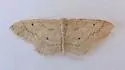 Idaea productata - Hodges#7112 - photo 4