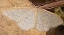 Idaea productata - Hodges#7112 - photo 5