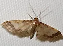 Idaea skinnerata - Hodges#7111 - photo 2