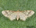 Idaea skinnerata - Hodges#7111 - photo 3