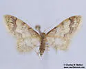 Idaea skinnerata - Hodges#7111 - photo 4