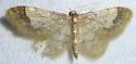 Idaea skinnerata - Hodges#7111 - photo 5