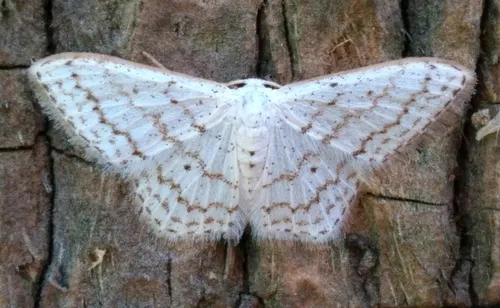 Dot-lined Wave - Hodges#7122 - Idaea tacturata