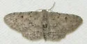 Idaea violacearia - Hodges#7120 - photo 2