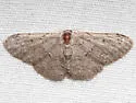 Idaea violacearia - Hodges#7120 - photo 4