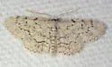 Idaea violacearia - Hodges#7120 - photo 5
