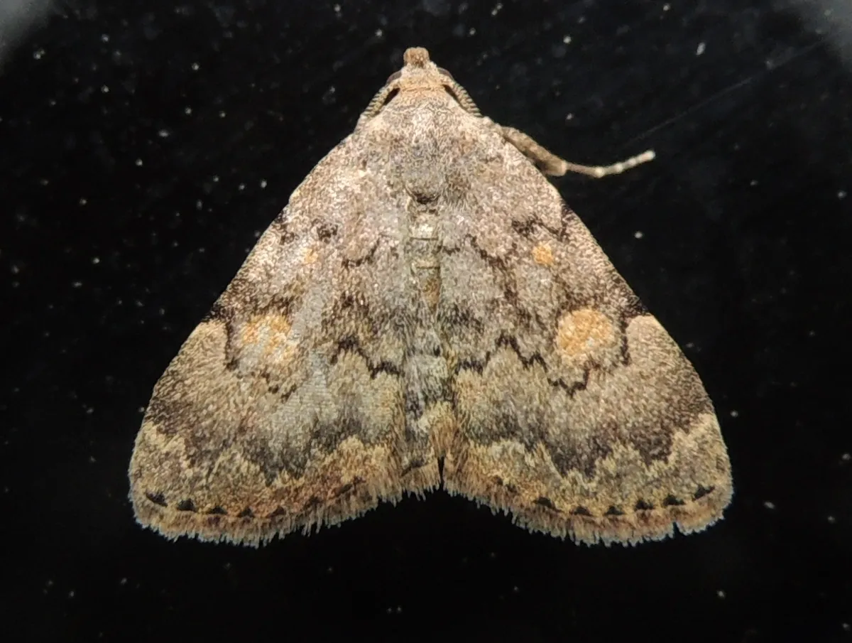 Common Idia Moth - photo 3