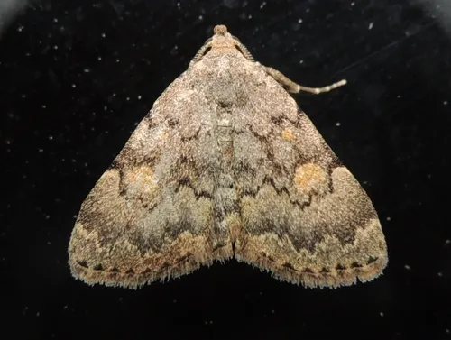 Common Idia Moth - photo 4