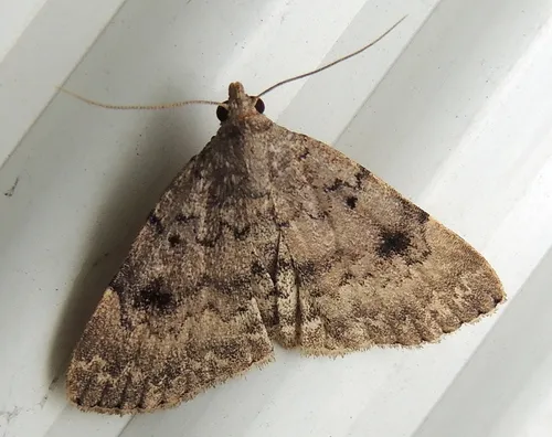 Common Idia Moth - photo 5