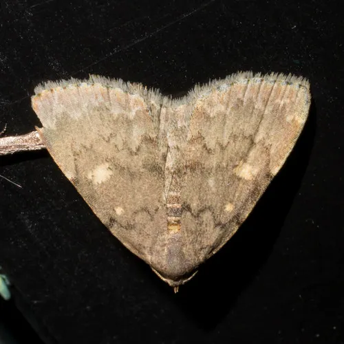 Common Idia Moth - photo 6