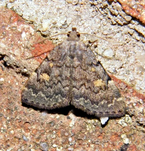 Common Idia Moth - photo 7