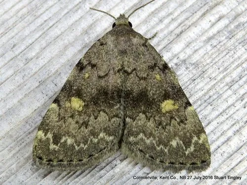 Common Idia Moth - photo 8