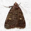 Orange-spotted Idia - Hodges#8329