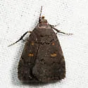 Orange-spotted Idia - Hodges#8329 - photo 2