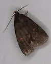 Orange-spotted Idia - Hodges#8329 - photo 3