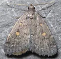 Orange-spotted Idia - Hodges#8329 - photo 4