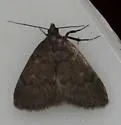 Orange-spotted Idia - Hodges#8329 - photo 5