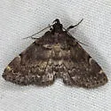 Idia forbesii - Hodges#8327