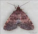 Idia forbesii - Hodges#8327 - photo 5