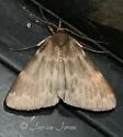Gopher tortoise moth - Hodges#8336 - Idia gopheri