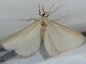 Idia immaculalis - Hodges#8337