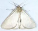 Idia immaculalis - Hodges#8337 - photo 3