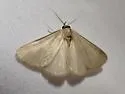 Idia immaculalis - Hodges#8337 - photo 4