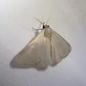 Idia immaculalis - Hodges#8337 - photo 5
