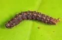 Glossy Black Idia - Hodges#8334 - Idia lubricalis