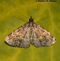 Idia occidentalis - Hodges#8334.1 - Idia occidentalis