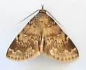 Idia occidentalis - Hodges#8334.1 - photo 2