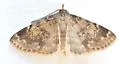Idia occidentalis - Hodges#8334.1 - photo 3