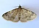 Idia occidentalis - Hodges#8334.1 - photo 4