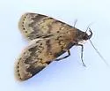 Idia occidentalis - Hodges#8334.1 - photo 5