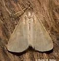 Idia parvulalis - Hodges#8335 - photo 2