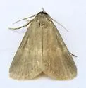 Idia parvulalis - Hodges#8335 - photo 3