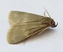 Idia parvulalis - Hodges#8335 - photo 4