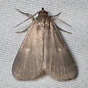 Idia parvulalis - Hodges#8335 - photo 5