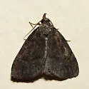 Rotund Idia Moth - Hodges#8326 - photo 3