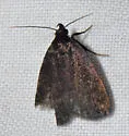 Rotund Idia Moth - Hodges#8326 - photo 4