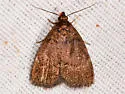 Rotund Idia Moth - Hodges#8326 - photo 5