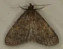 Idia suffusalis - Hodges#8325
