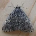 Idia suffusalis - Hodges#8325 - photo 2
