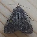 Idia suffusalis - Hodges#8325 - photo 3