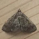 Idia suffusalis - Hodges#8325 - photo 4