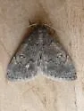 Idia suffusalis - Hodges#8325 - photo 5