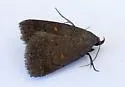 Idia terrebralis - Hodges#8332 - photo 2