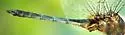 Metallic Pennant
